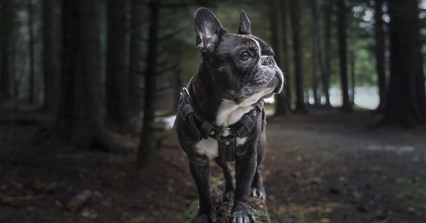 Allevare un cane cucciolo: 5 consigli utili da adottare