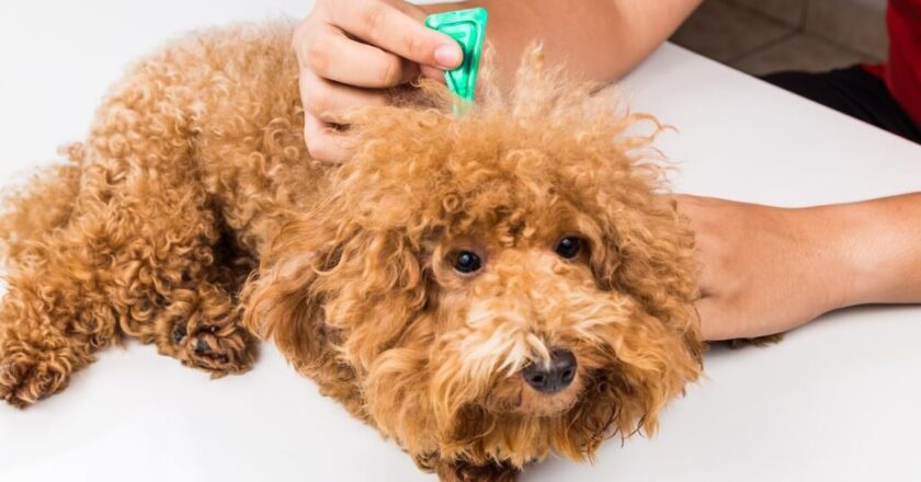 Cani e parassiti: rischi e prevenzione